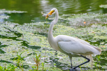 White heron, or great egret, with a fish in its mouth as it stands in a lake in summer.