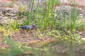 Closeup of a green heron in spring.