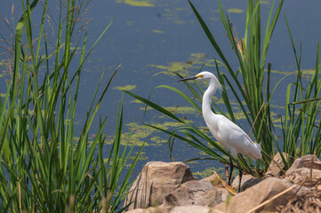 Closeup of a snowy egret wading at the shallow shore of a lake in summer.