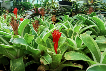 Obraz premium Indoor plant, Bright bromeliad, Billbergia pyramidalis plant with flower