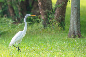 Fototapeta premium Closeup of a great egret, or white heron, in summer.