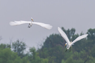 Pair of great egrets, or white herons, flying together over a lake in summer.