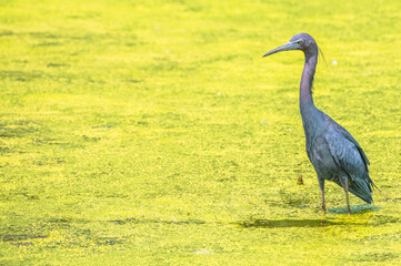 Little blue heron by a pond covered in pollen in summer.