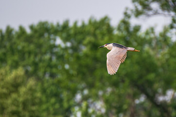 Closeup of a night heron.