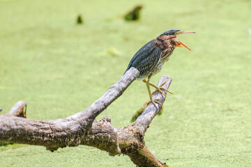 Closeup of a green heron in summer.