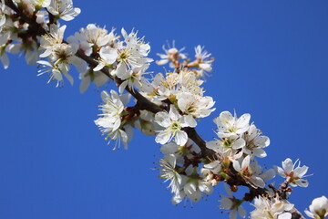 Sweden. Prunus spinosa, called blackthorn or sloe, is a species of flowering plant in the rose...