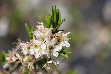 Sweden. Prunus spinosa, called blackthorn or sloe, is a species of flowering plant in the rose family Rosaceae. The species is native to Europe, western Asia, and regionally in northwest Africa. 