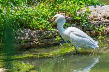 White heron, or great egret, with a fish in its mouth as it stands in a lake in summer.