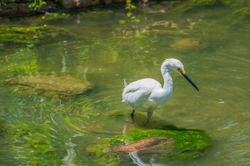 Snowy egret standing in a shallow pond in summer.