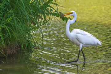 Snowy egret eating a fish as it wades in a shallow lake in summer.