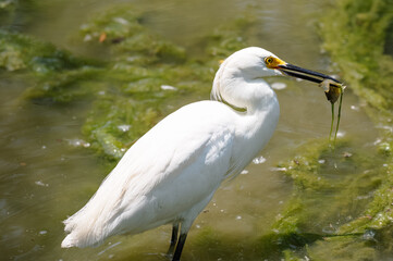 Snowy egret eating a fish as it wades in a shallow lake in summer.