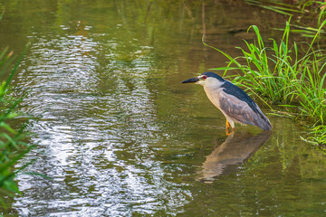 Closeup of a black-crowned night heron perched in a tree in summer.