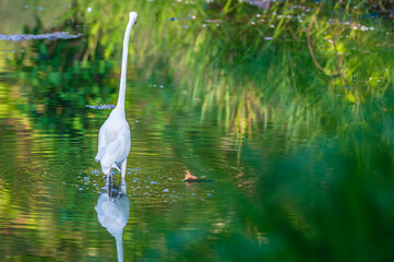 Obraz premium Closeup of a great egret, or white heron, in summer.