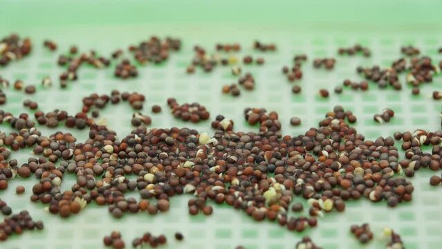 Time lapse and close up of germinating and sprouting broccoli seeds while growing plants in rectangular tray under grow light and against white background. Great use for education or lab experiment.