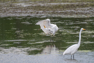 Great egret, or white heron, in spring.