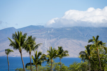 Fototapeta na wymiar View over palm trees and across the bay of wind turbines generating clean green energy on Maui, Hawaii 