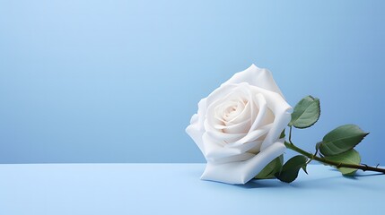 Single white rose isolated against a pale blue background