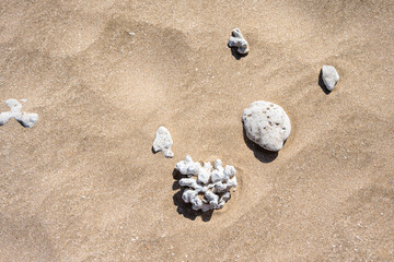 Closeup of white, sun bleached, coral on fine golden sand on a tropical beach, as a nature background
