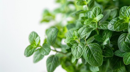 Vibrant Thai Mint Leaves Displayed on Pristine White Background