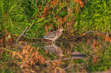 Juvenile green heron.