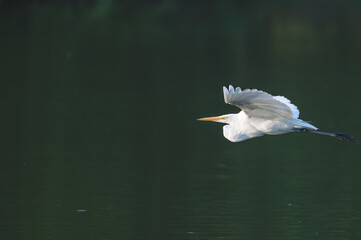Great egret, or white heron, in spring.