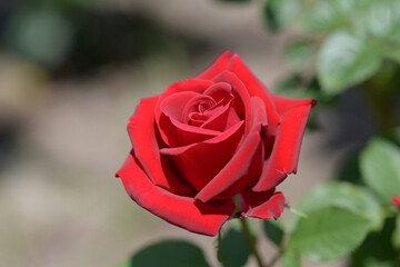 コンラッド・ヘンケル　バラの花
