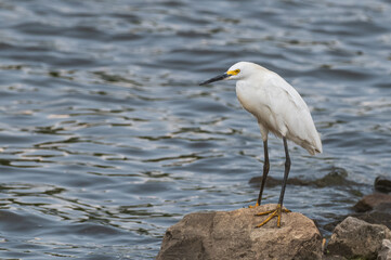 Snowy egret in spring.