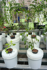 Sustainable agriculture, growing plants on dutch bucket hydroponic system
