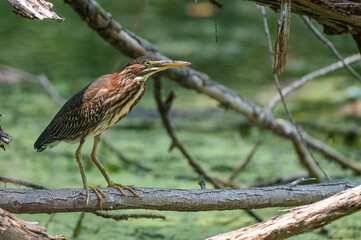 Green heron perched outdoors in spring.