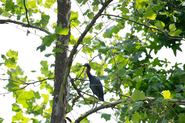 Closeup of a little blue heron.