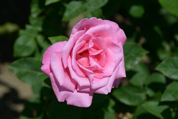 パヒューム・デライ　バラの花