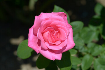 パヒューム・デライ　バラの花