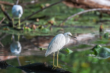 Closeup of a juvenile little blue heron with its white feathers that have yet to turn blue.