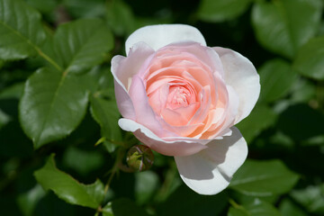 イングリッシュ・ヘリテージ　バラの花