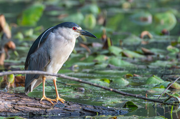 Closeup of a black-crowned night heron in spring.