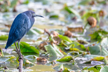 Closeup of a little blue heron perched on a branch in spring.