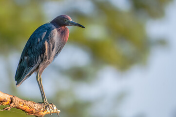 Closeup of a little blue heron perched on a branch in spring.