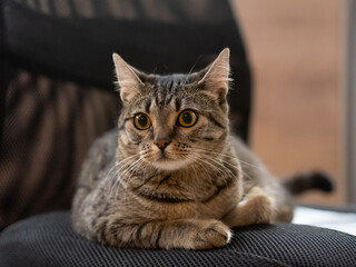 Brown shorthear domestic cat on a chair
