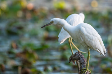 Closeup of a juvenile little blue heron with its white feathers that have yet to turn blue.
