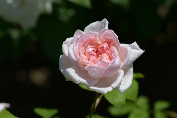 マサコ　バラの花