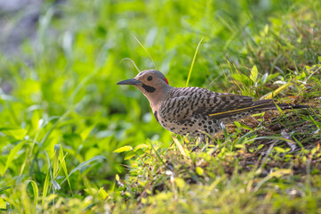 Closeup of a northern flicker.