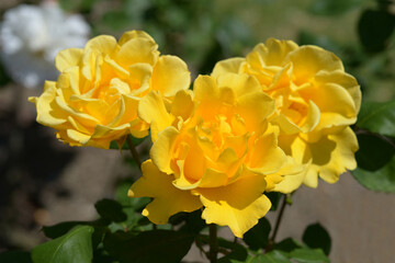 レモン＆ジンジャー　バラの花