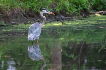Great blue in heron in summer.