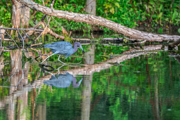 Closeup of a little blue heron in the spring.