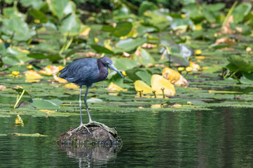 Closeup of a little blue heron in the spring.
