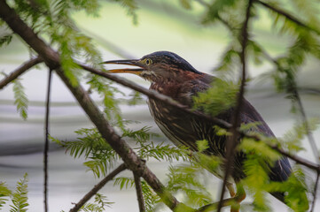 Closeup of a green heron perched on a tree branch surrounded by bright green plants in spring.