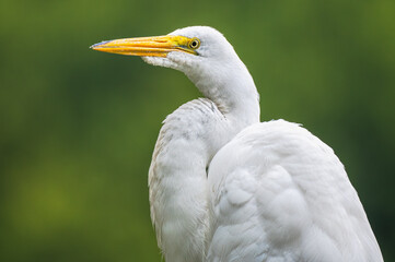 Closeup of a great egret, or white heron.