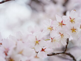 美しいソメイヨシノ