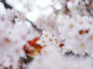 北海道の桜 エゾヤマザクラ