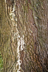 Tree Bark Background - Sunlit